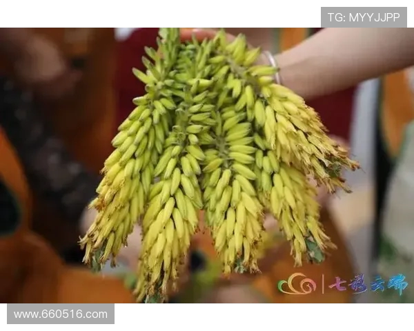 大理菜市场的四季花卉与云南人的健康饮食习惯探索